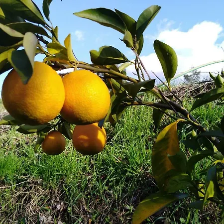 Vale Cupulas * Figueiro Dos Vinhos
