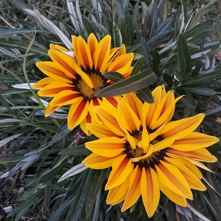 Vale Cupulas 菲盖罗杜什维纽什