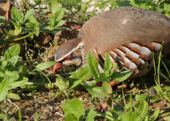 Ferienhaus Vale Das Cupulas *