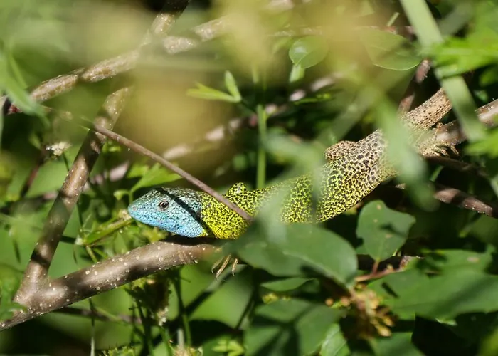 Ferienhaus Vale Das Cupulas *